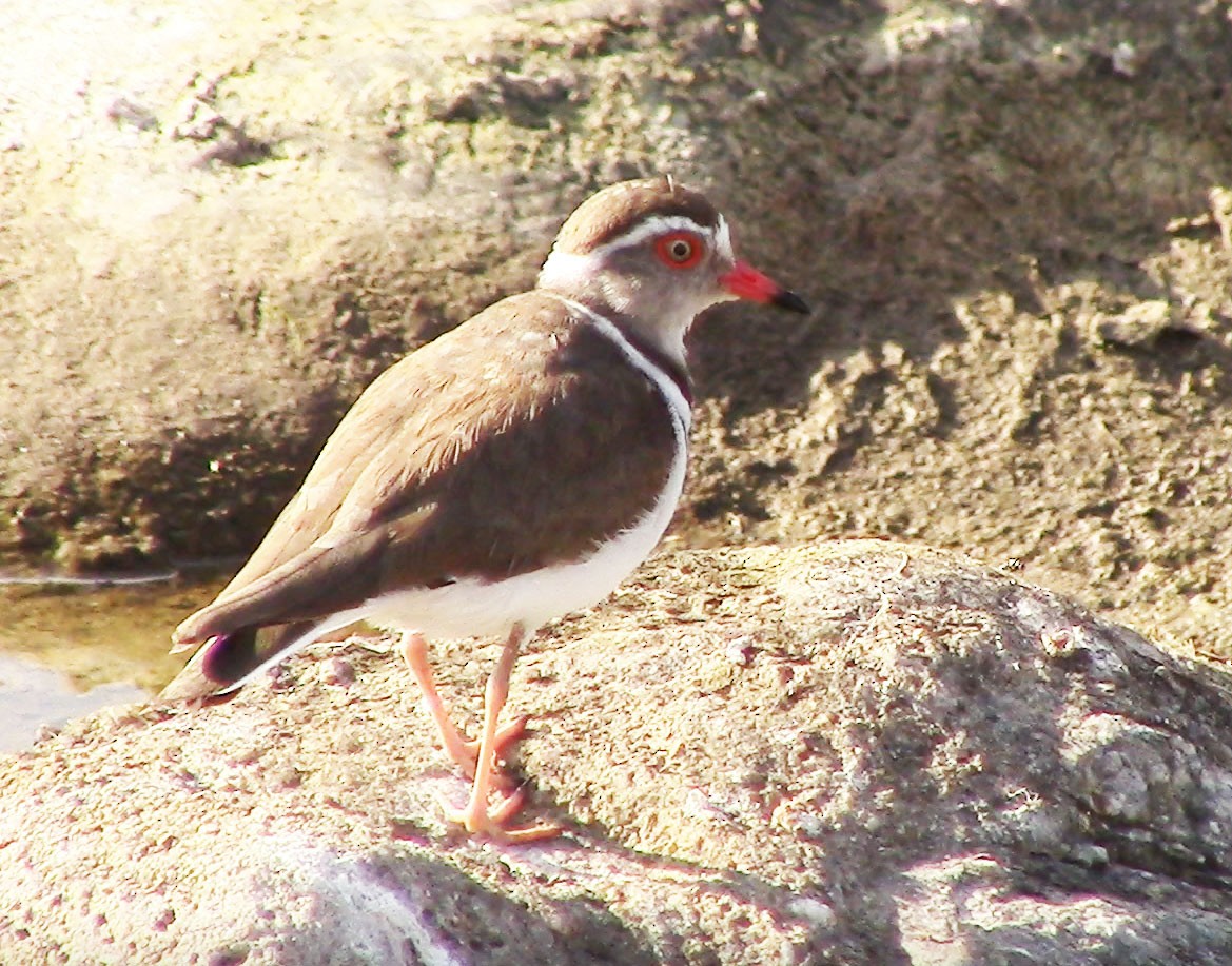 Three-banded Plover - ML466462611