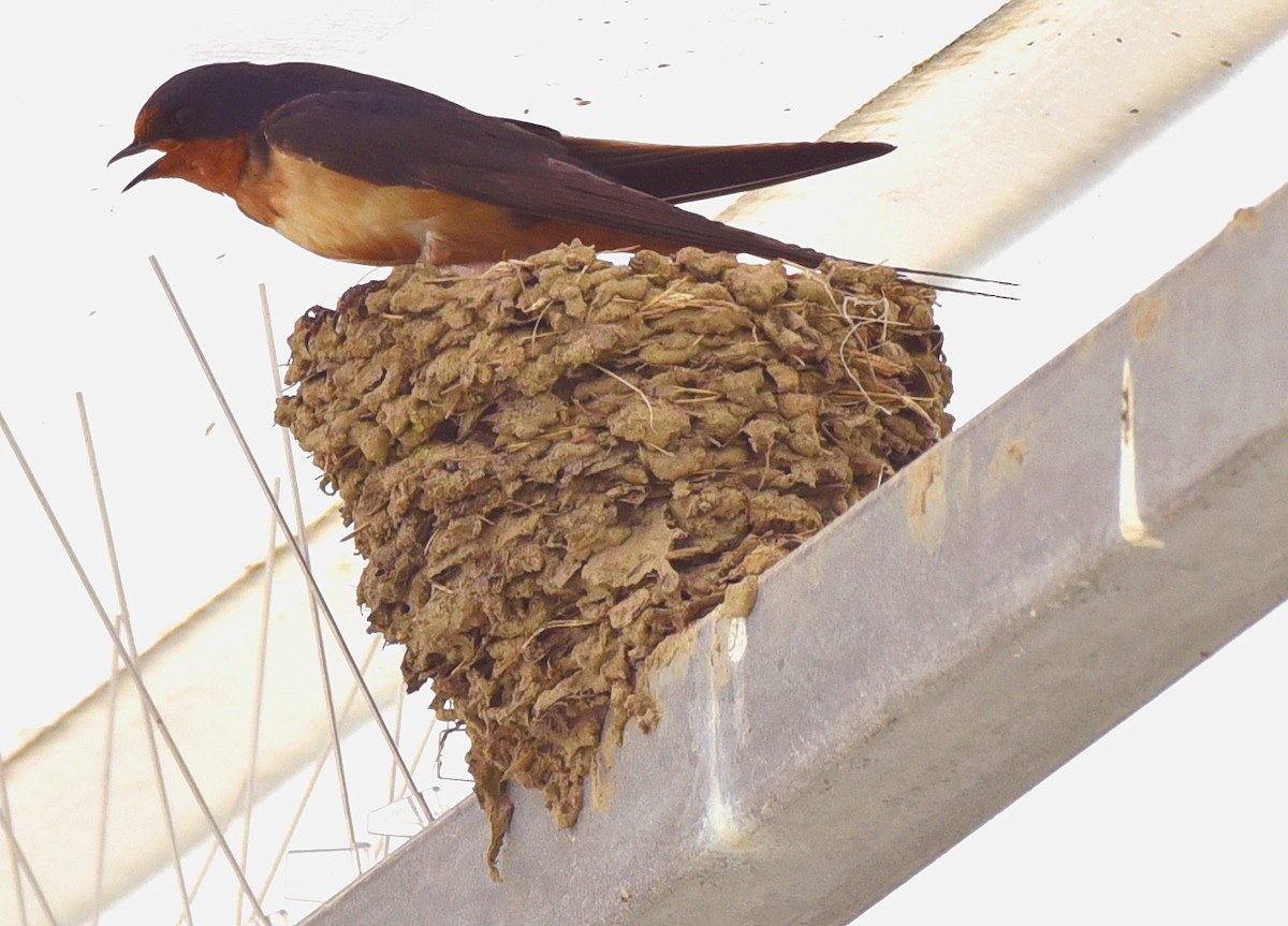 Barn Swallow - ML466463161