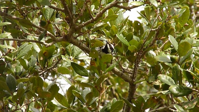 Black-throated Gray Warbler - ML466463801