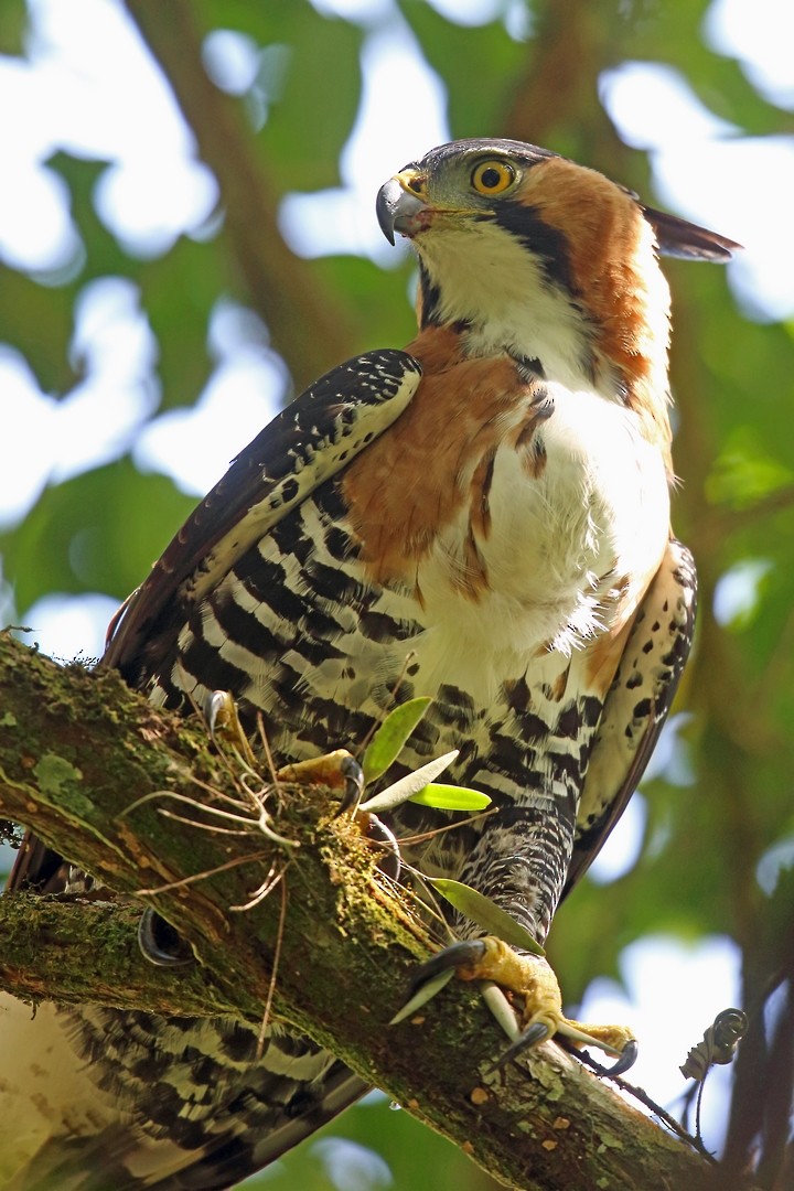 Ornate Hawk-Eagle - ML46646421