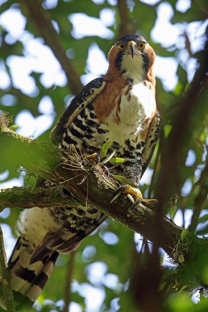 Ornate Hawk-Eagle - ML46646431