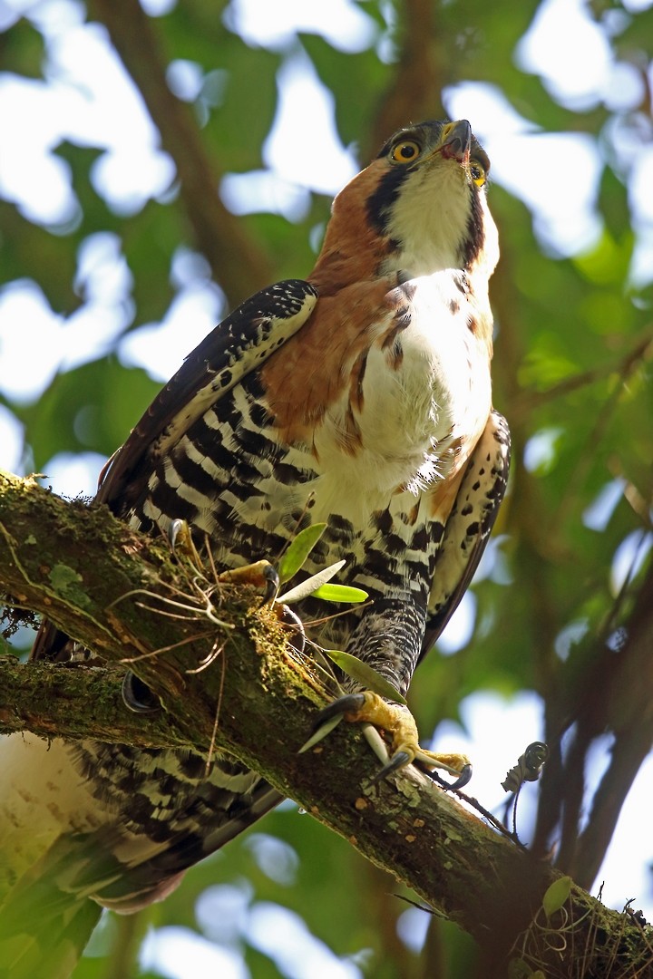 Ornate Hawk-Eagle - ML46646441