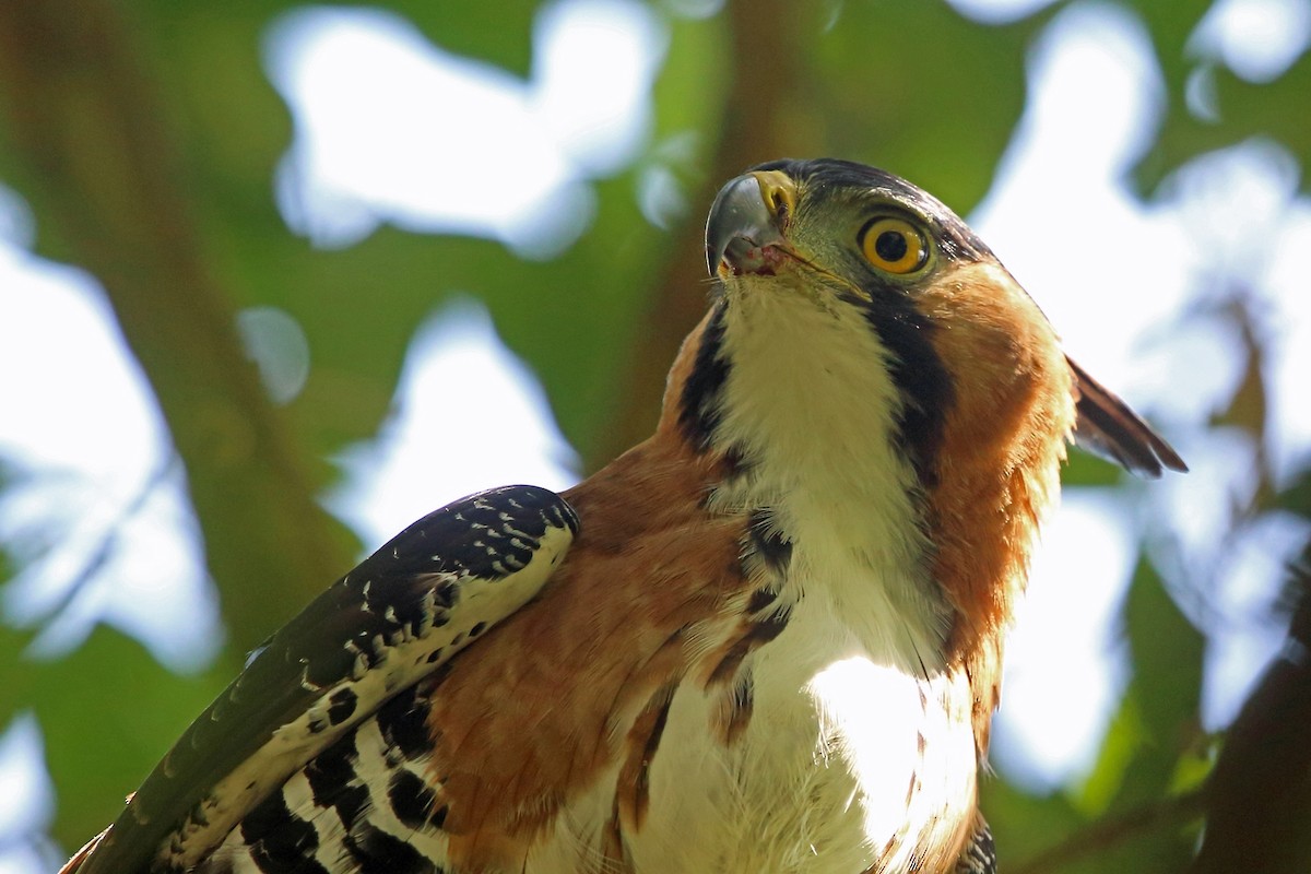 Ornate Hawk-Eagle - ML46646451