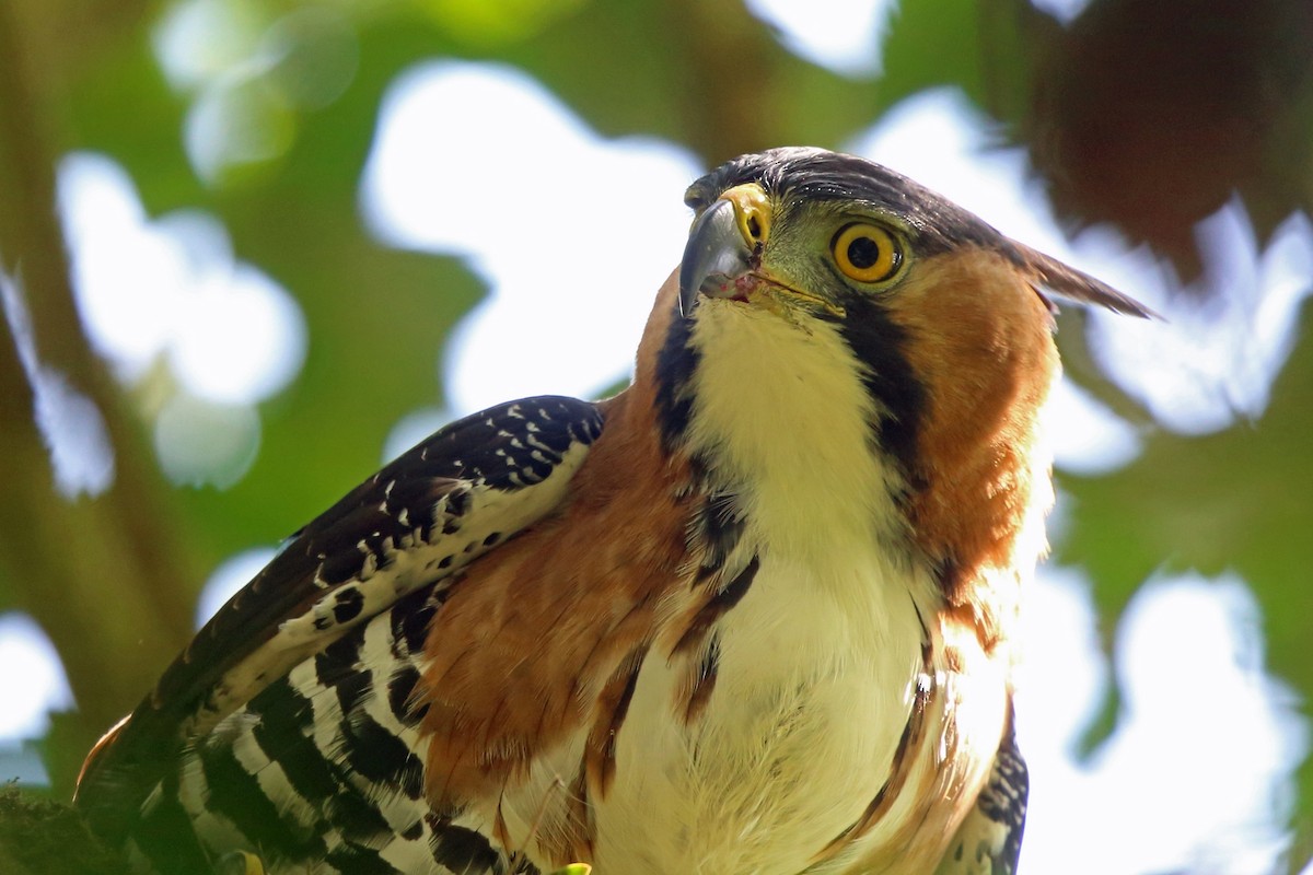 Ornate Hawk-Eagle - ML46646461