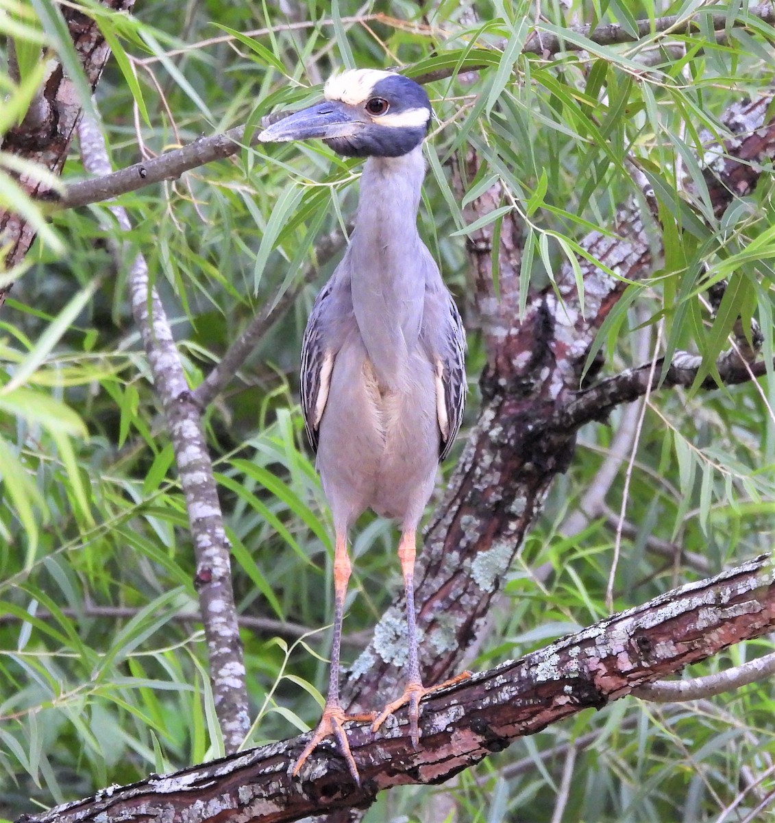 Yellow-crowned Night Heron - ML466465081