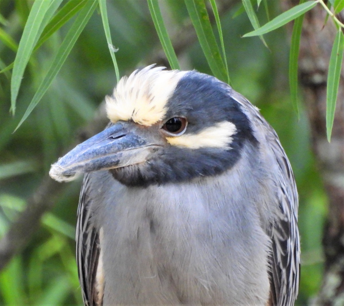 Yellow-crowned Night Heron - ML466465121