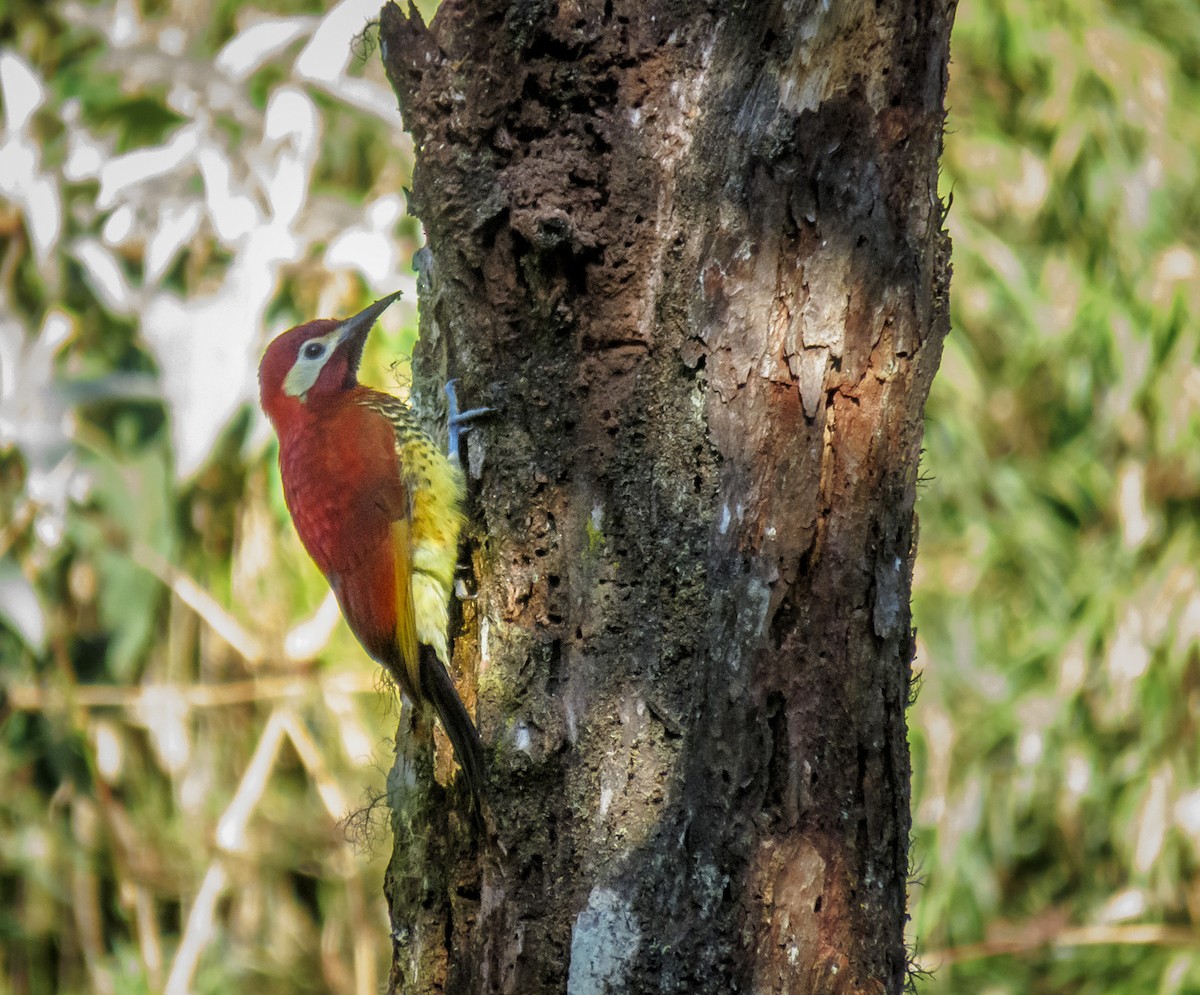 Crimson-mantled Woodpecker - ML466465901