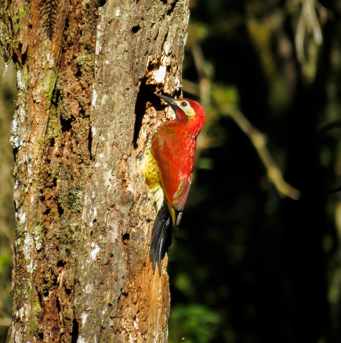 Crimson-mantled Woodpecker - ML466465911