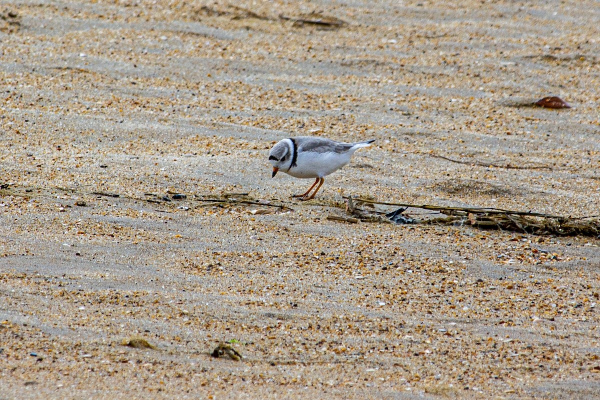 Piping Plover - Jason Sosebee