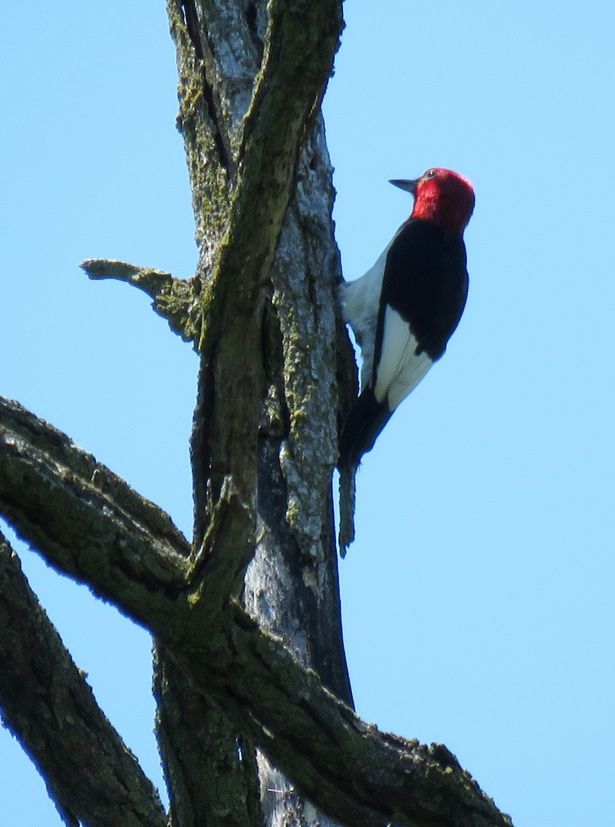 Red-headed Woodpecker - ML466467301