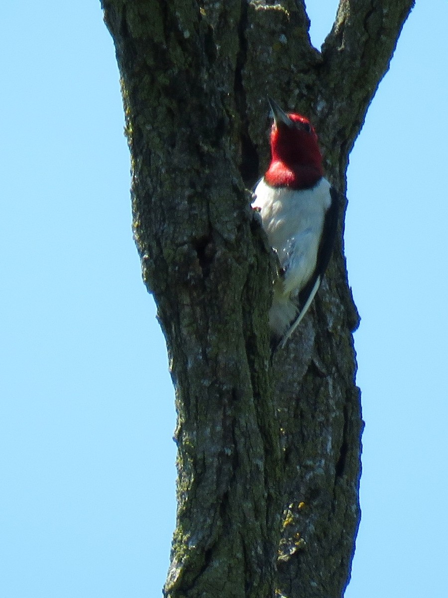 Red-headed Woodpecker - ML466467311