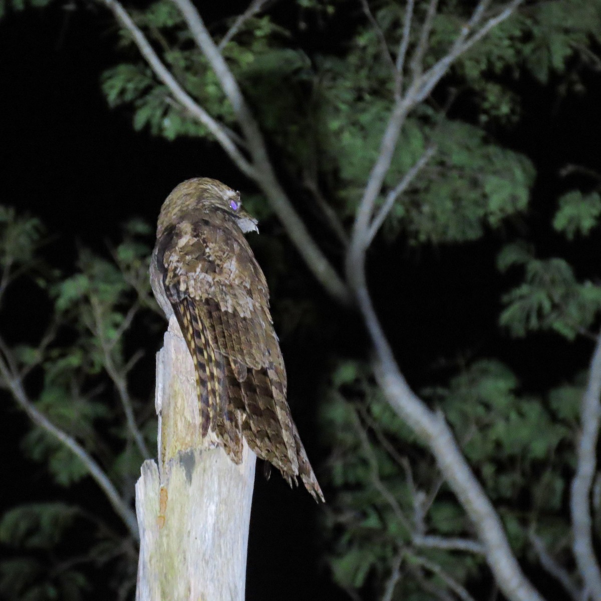 Long-tailed Potoo - Birding Iguazu