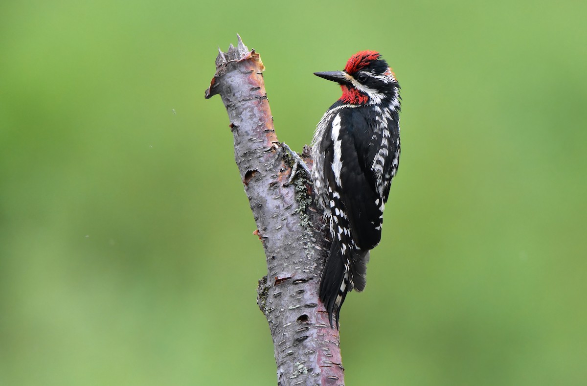 Red-naped Sapsucker - Dean Hester