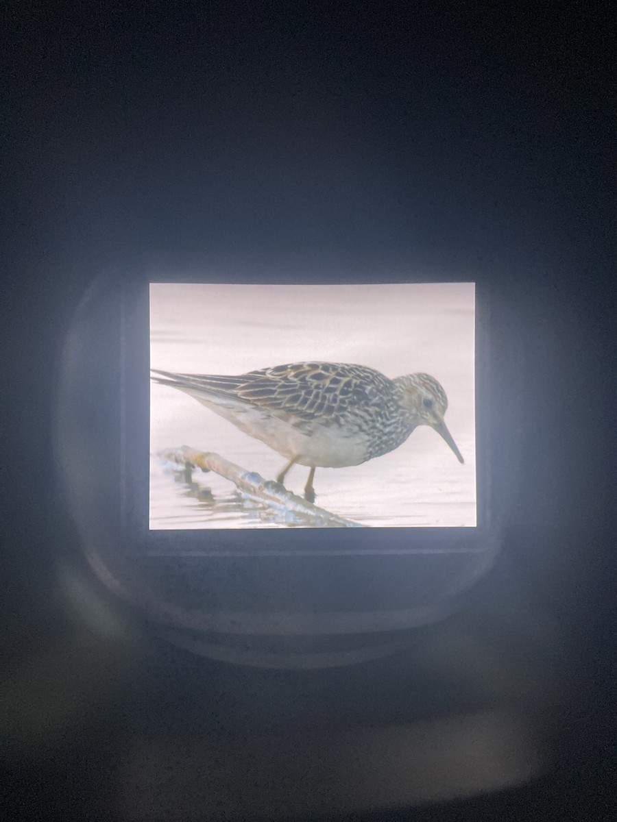 Pectoral Sandpiper - ML466469241