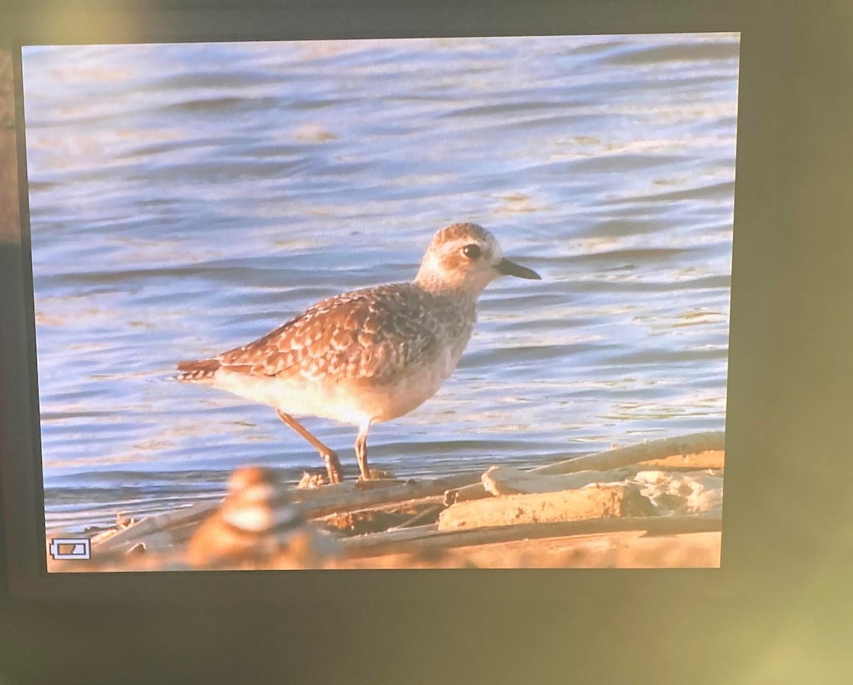 Black-bellied Plover - ML466469361