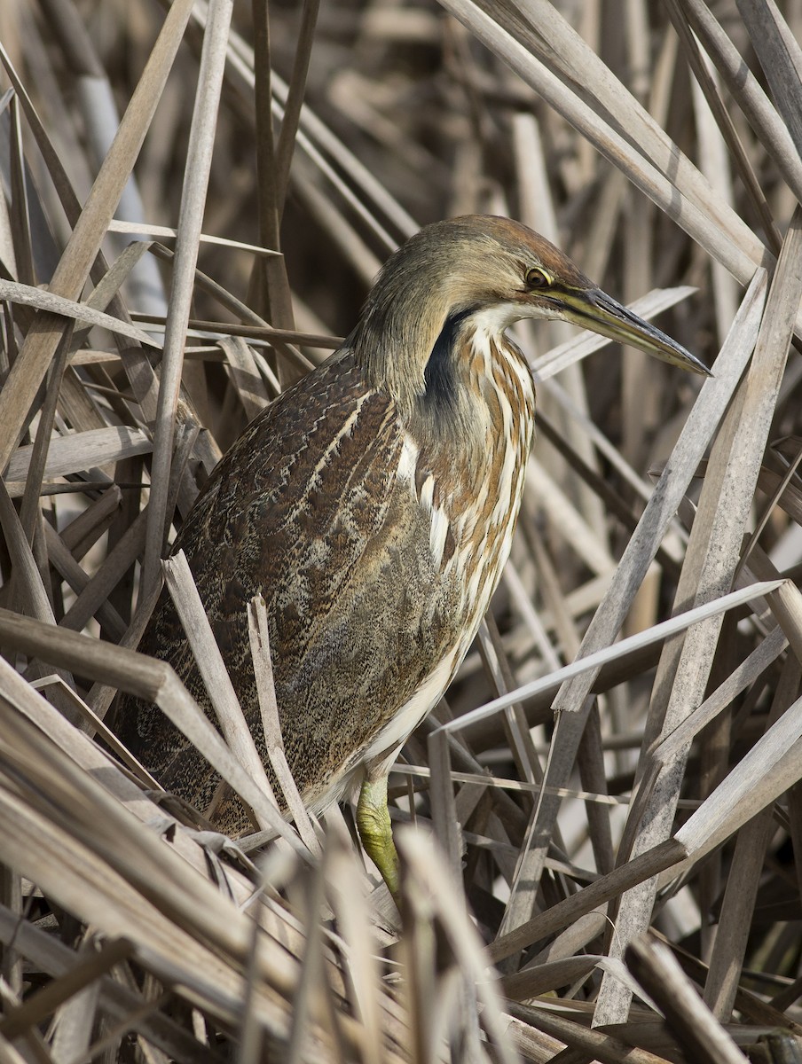 American Bittern - ML46646981