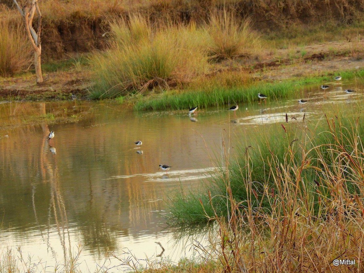 Black-winged Stilt - ML46647091