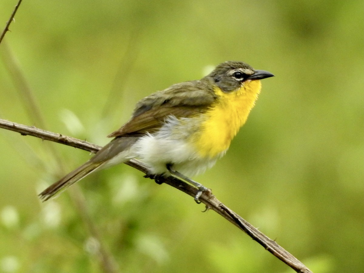 Yellow-breasted Chat - Melanie Furr