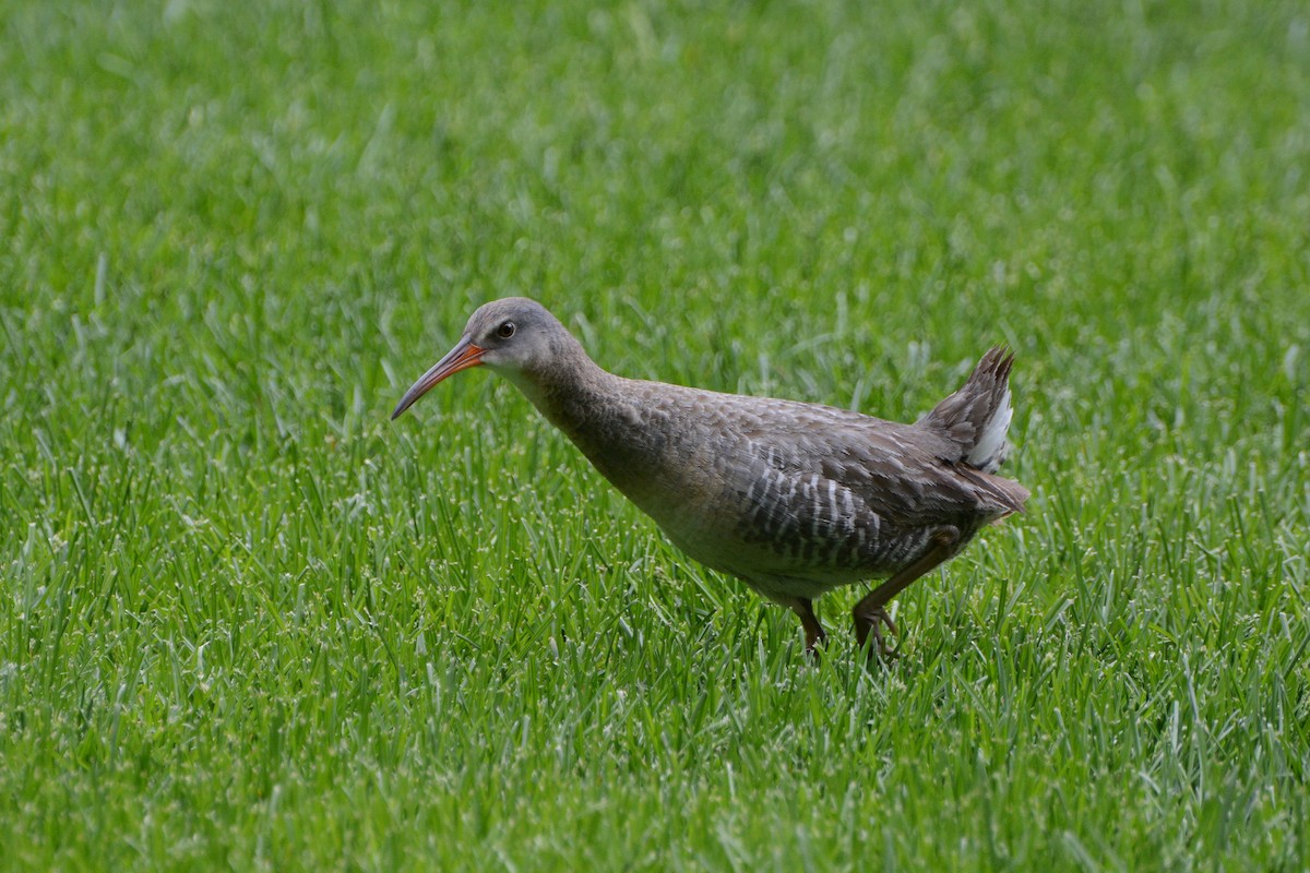 Clapper Rail (Atlantic Coast) - ML466474731