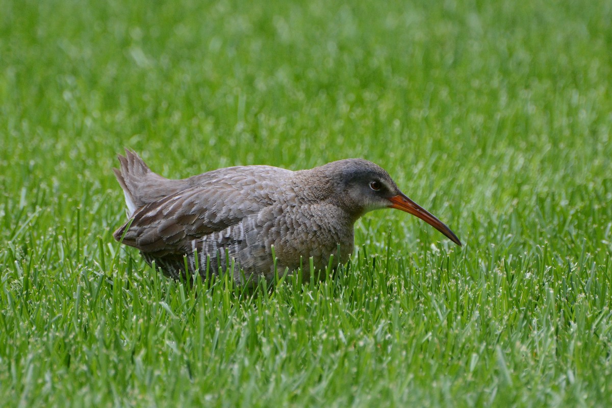 Clapper Rail (Atlantic Coast) - David Jeffrey Ringer