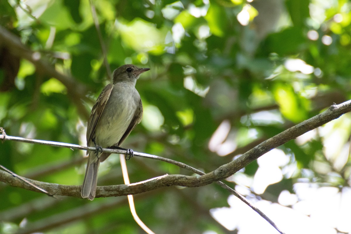 Caribbean Elaenia - ML466474791