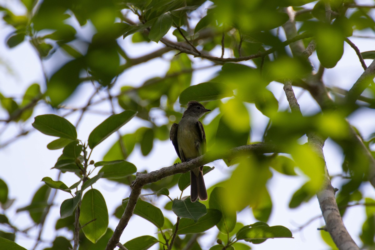 Yellow-bellied Elaenia - ML466474821