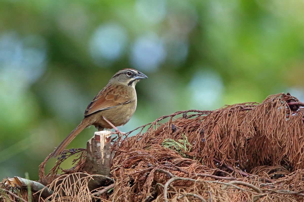 Rusty Sparrow - ML46647491