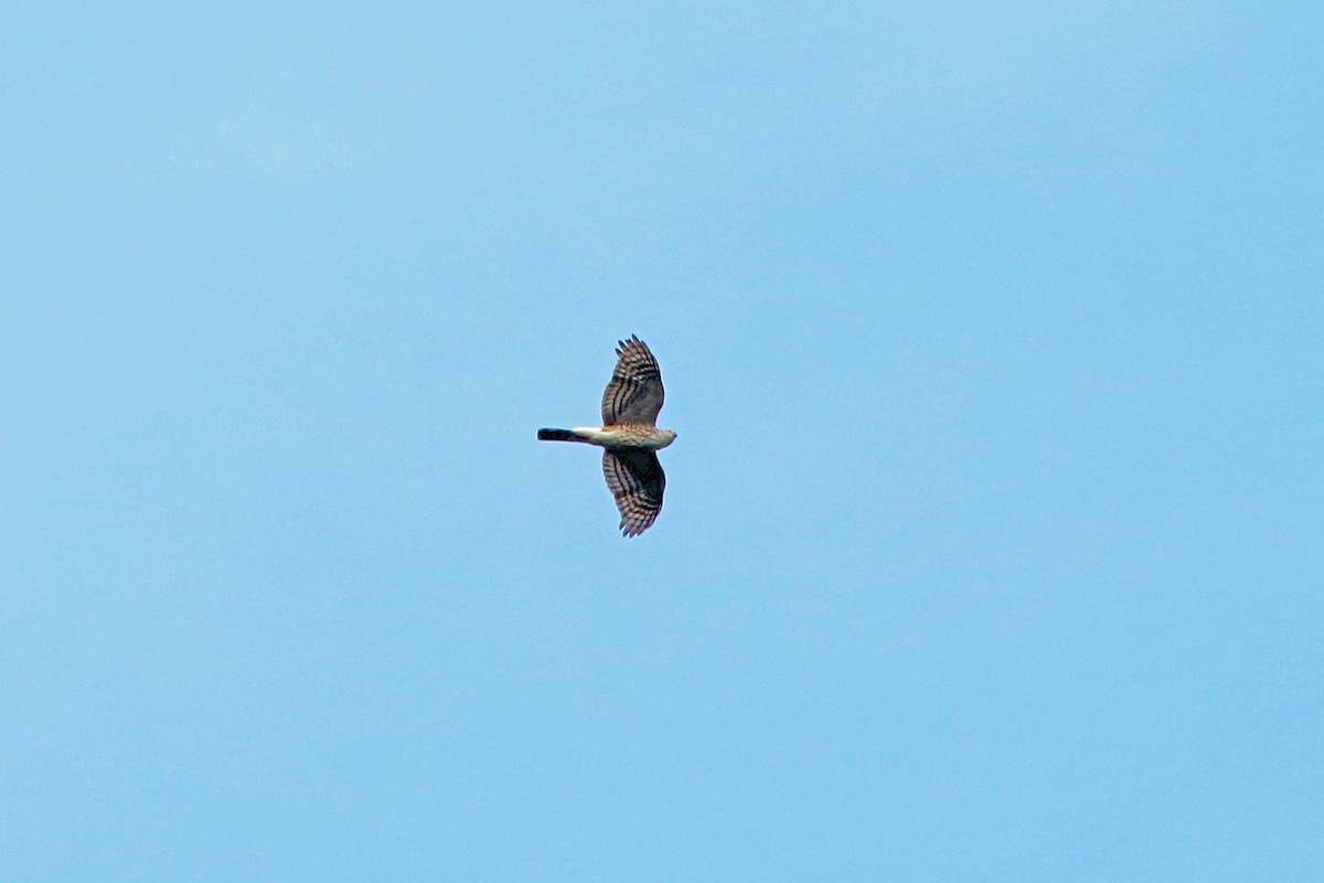 Sharp-shinned Hawk (Northern) - Nigel Voaden