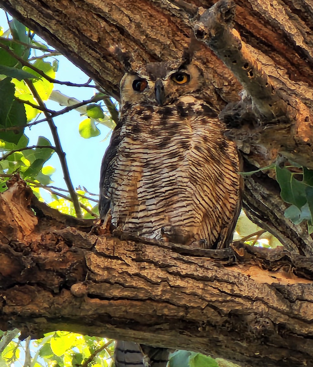 Great Horned Owl - ML466475511