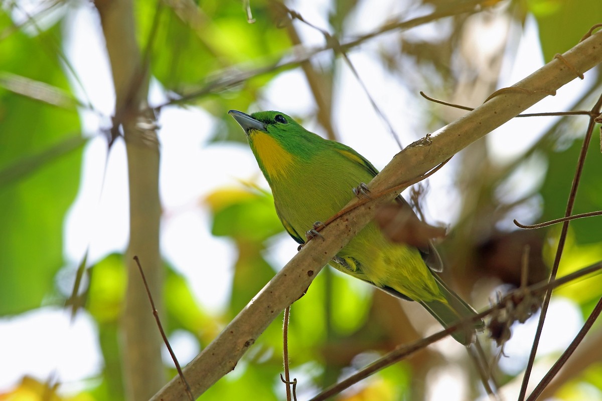 Green Shrike-Vireo - ML46647591