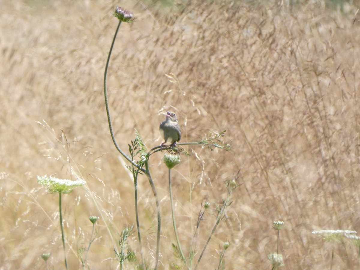 Grasshopper Sparrow - ML466476901