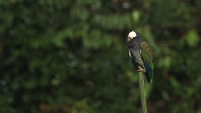 メキシコシロガシラインコ - ML466477