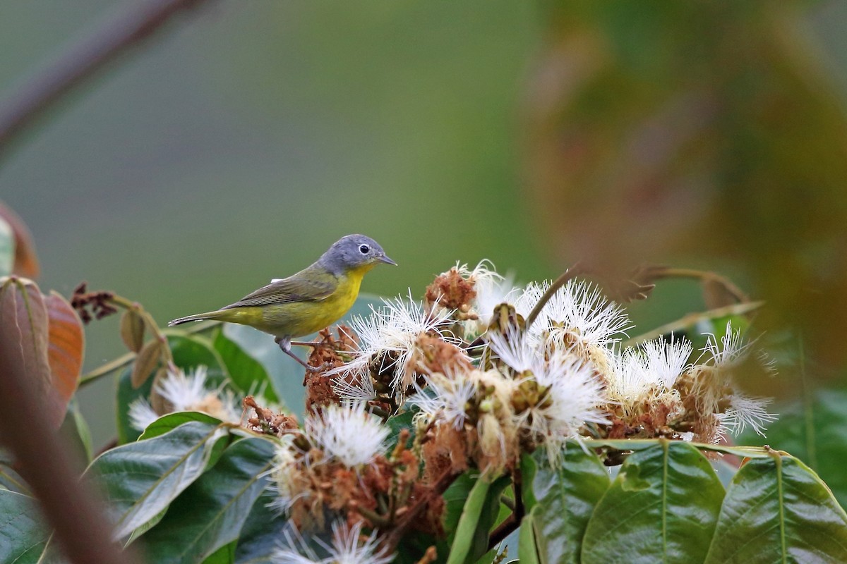 Nashville Warbler - ML46647731