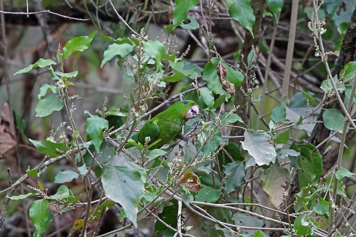 Аратинга зелений (підвид holochlorus/brewsteri) - ML46647881