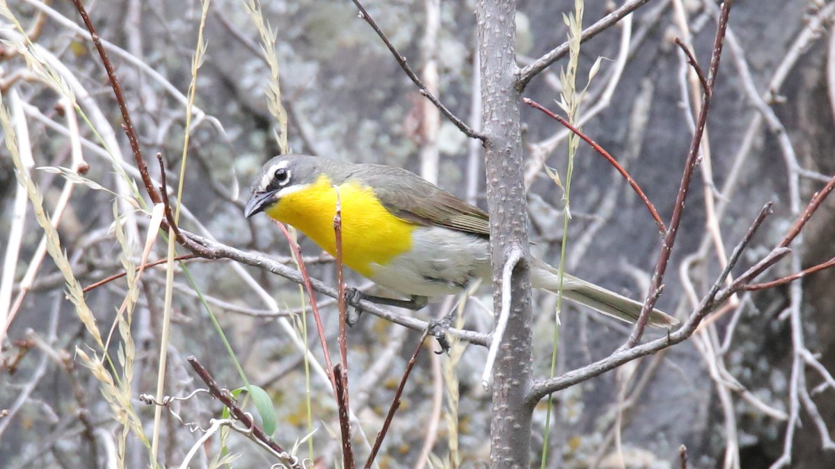 Yellow-breasted Chat - ML466482861