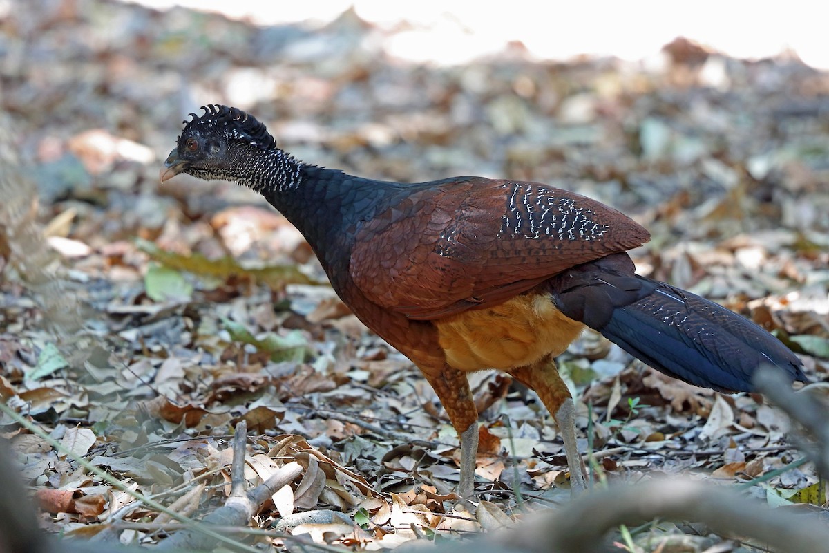 Great Curassow - Nigel Voaden