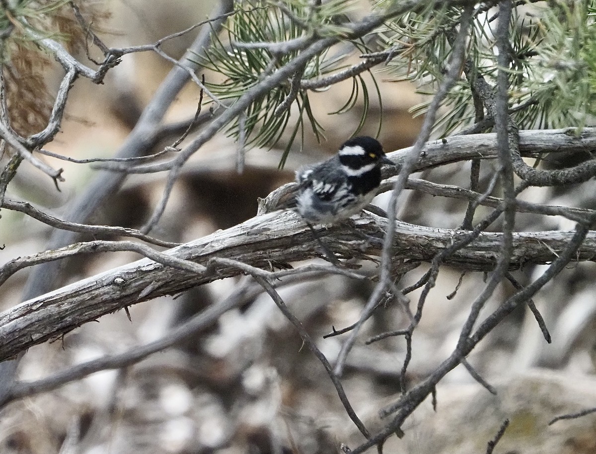 Black-throated Gray Warbler - ML466486841
