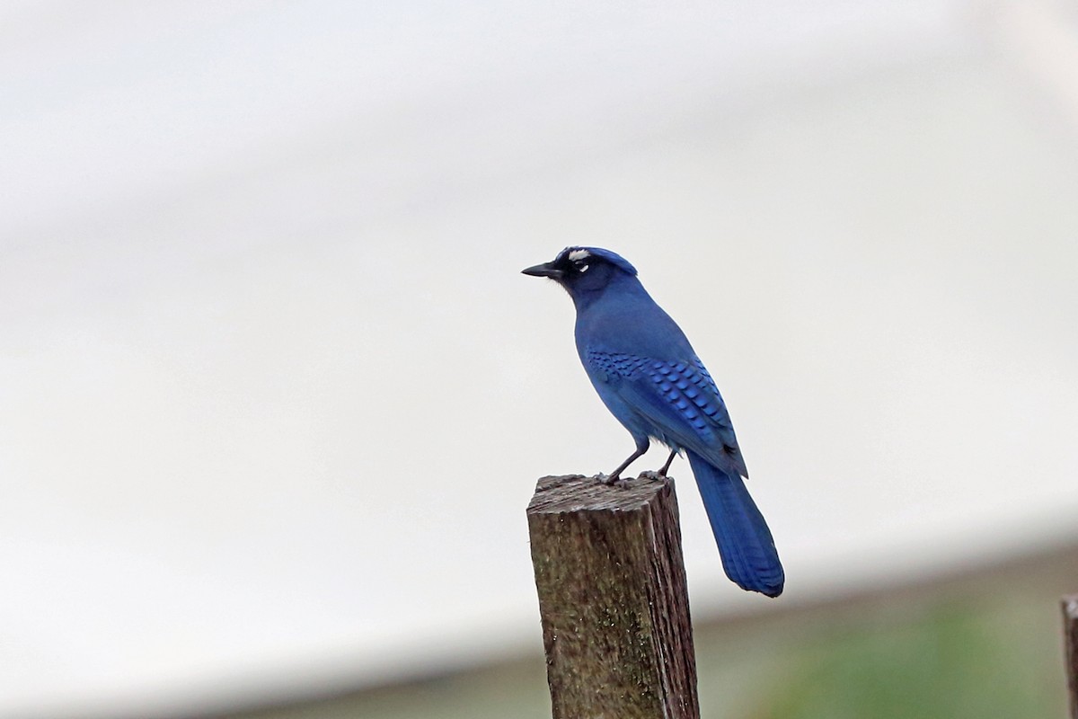 Steller's Jay (Middle American) - ML46648741