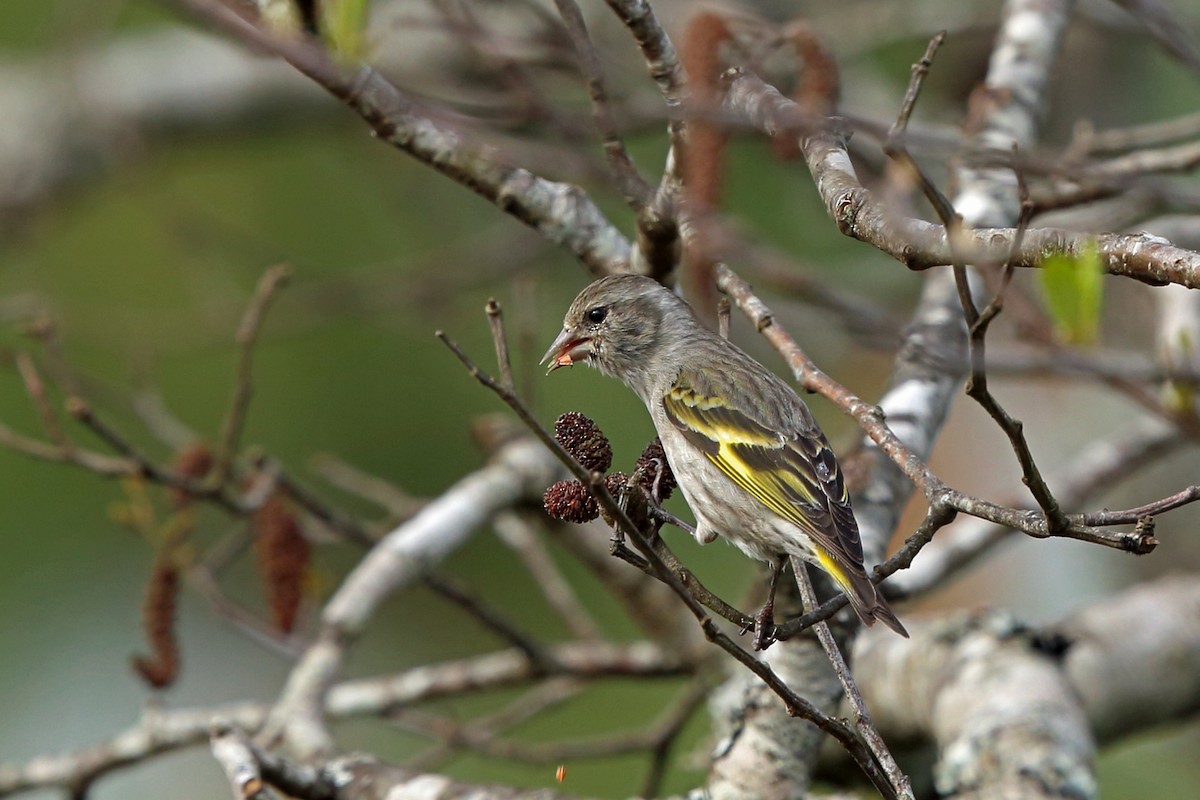 Pine Siskin (Chiapas) - Nigel Voaden