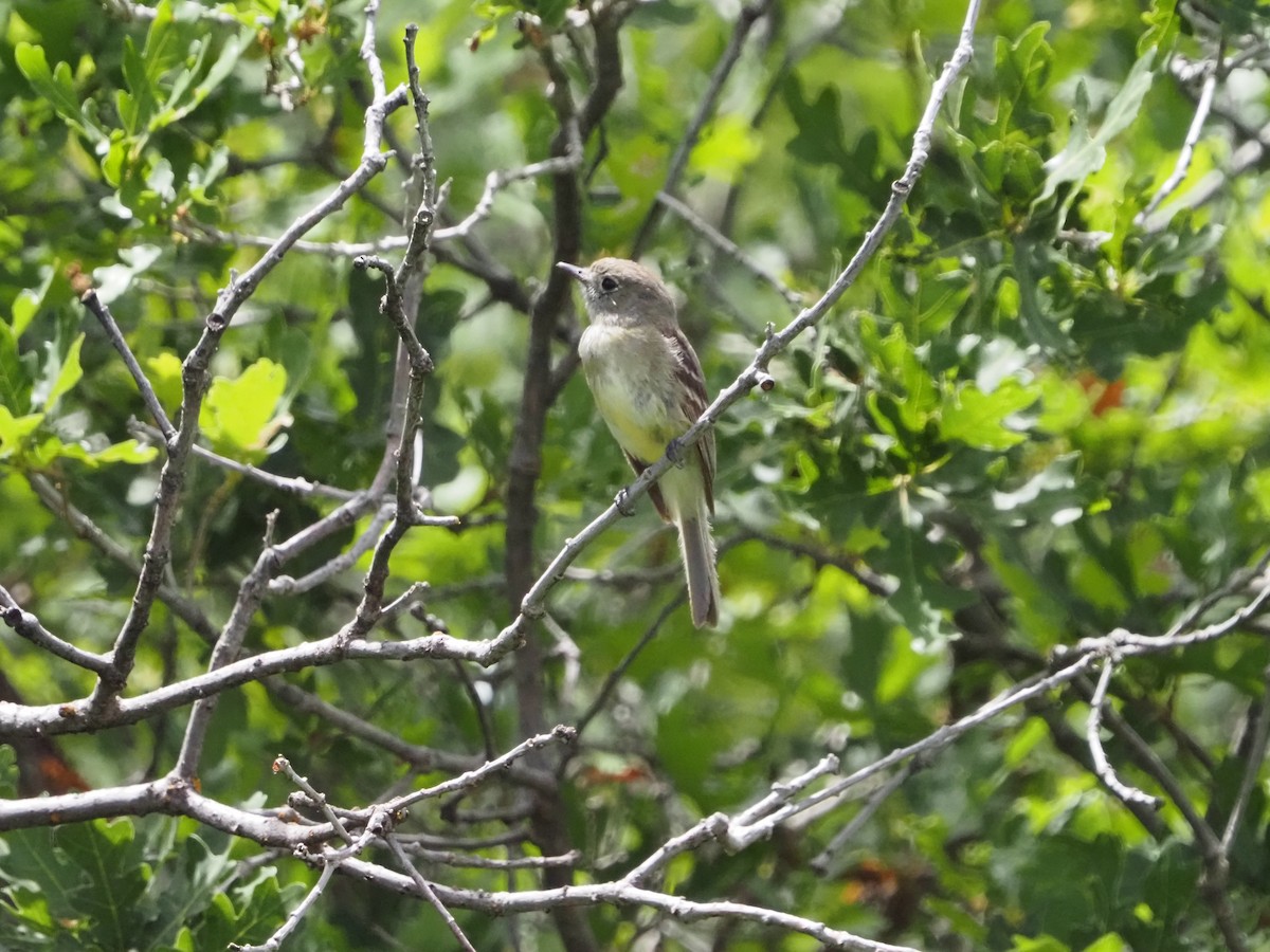 Dusky Flycatcher - ML466487871