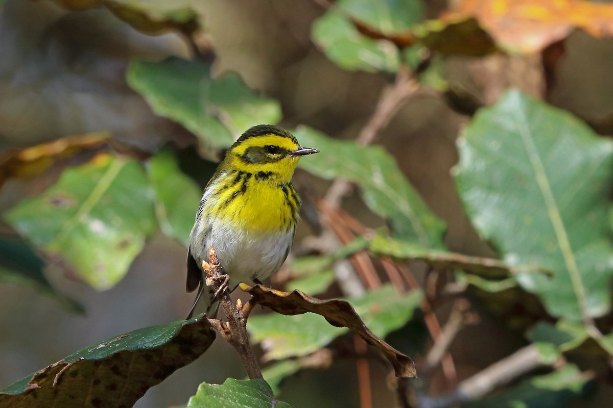 Townsend's Warbler - ML46648821