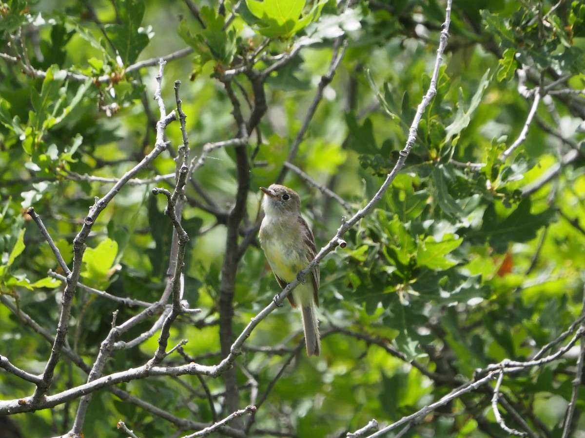 Dusky Flycatcher - ML466488591