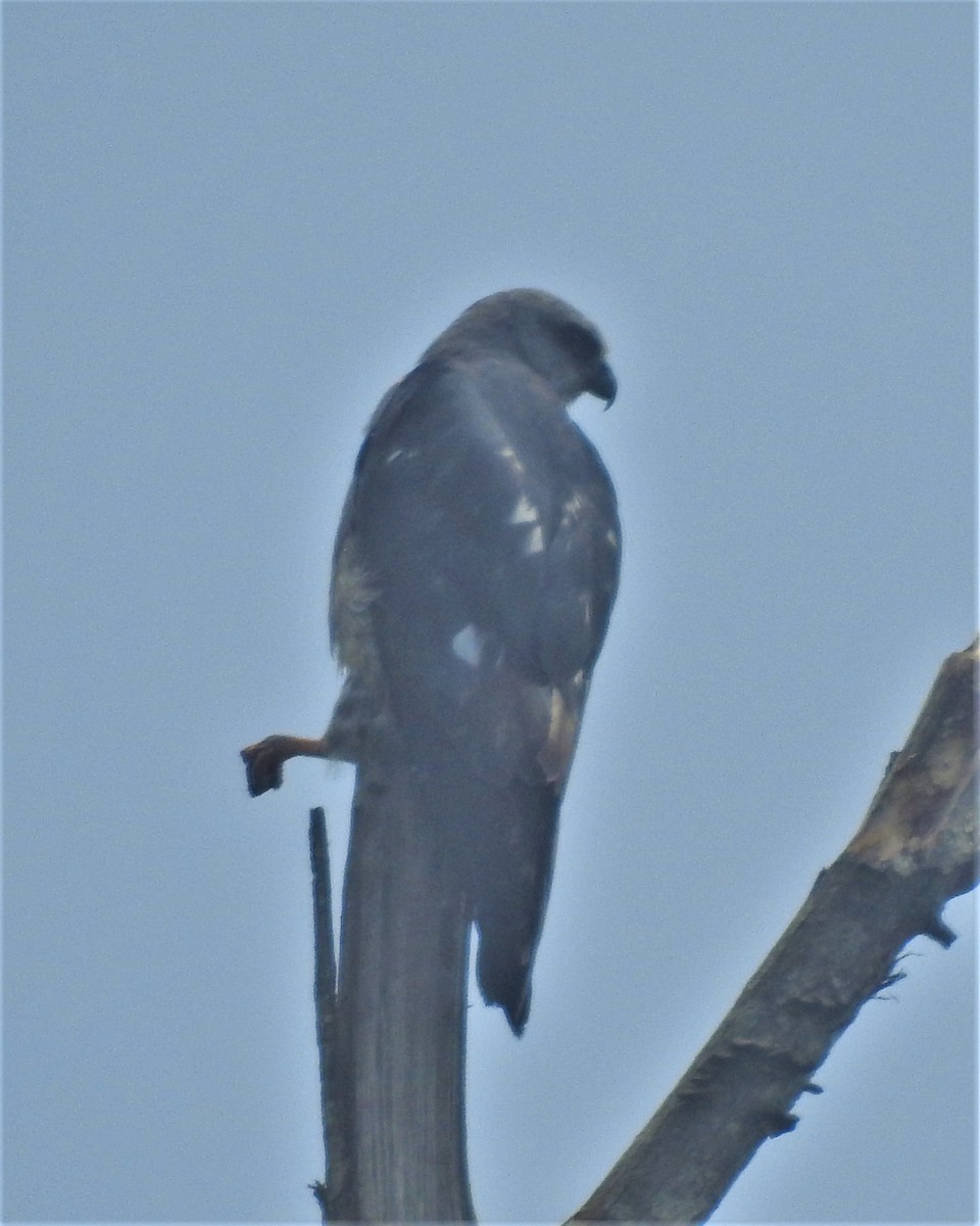 Mississippi Kite - ML466489281