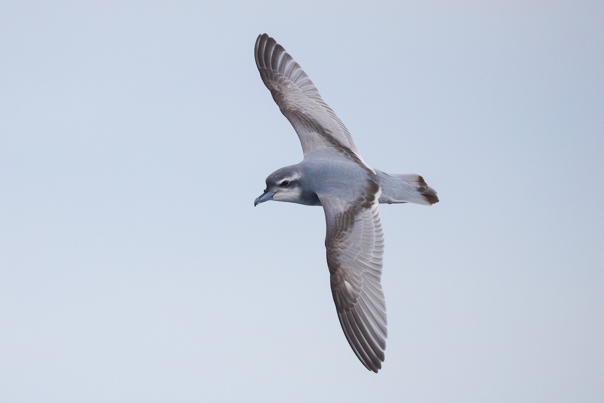 Antarctic Prion - ML466492491