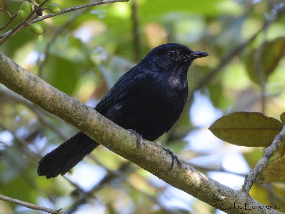 Black Catbird - ML46649281