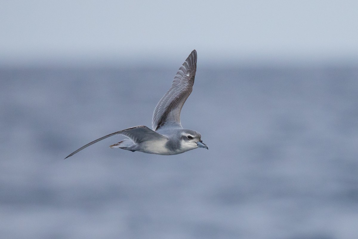 Antarctic Prion - Aaron Skelton