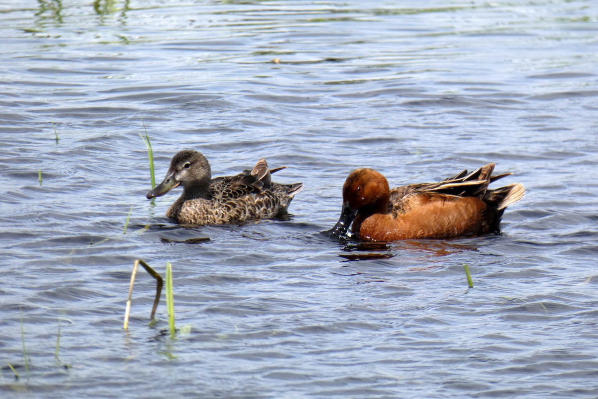 Cinnamon Teal - Kathy Stewart