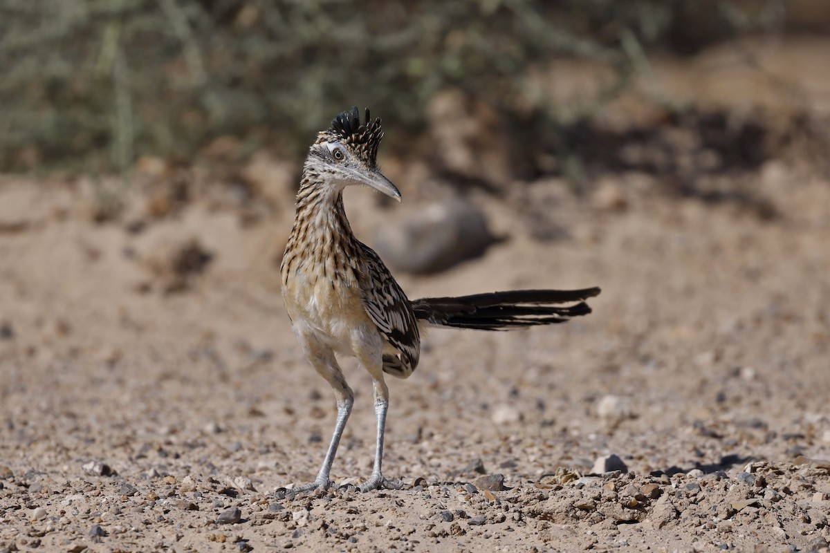 Greater Roadrunner - Peggy Rudman