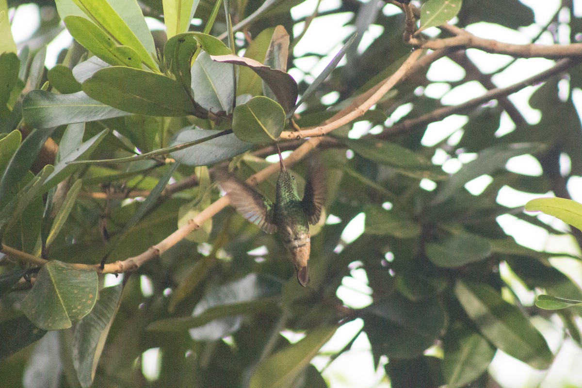 Yeşil Karınlı Kolibri - ML466496721