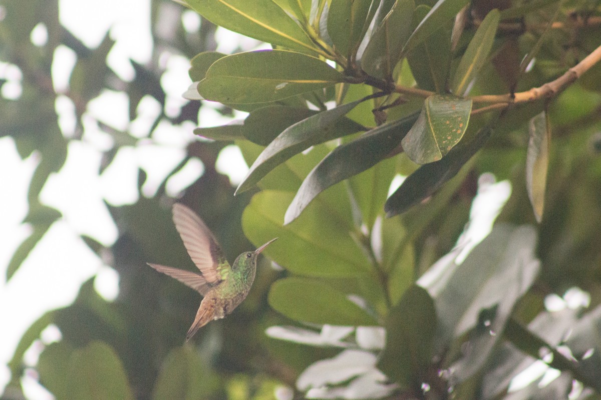Yeşil Karınlı Kolibri - ML466496781